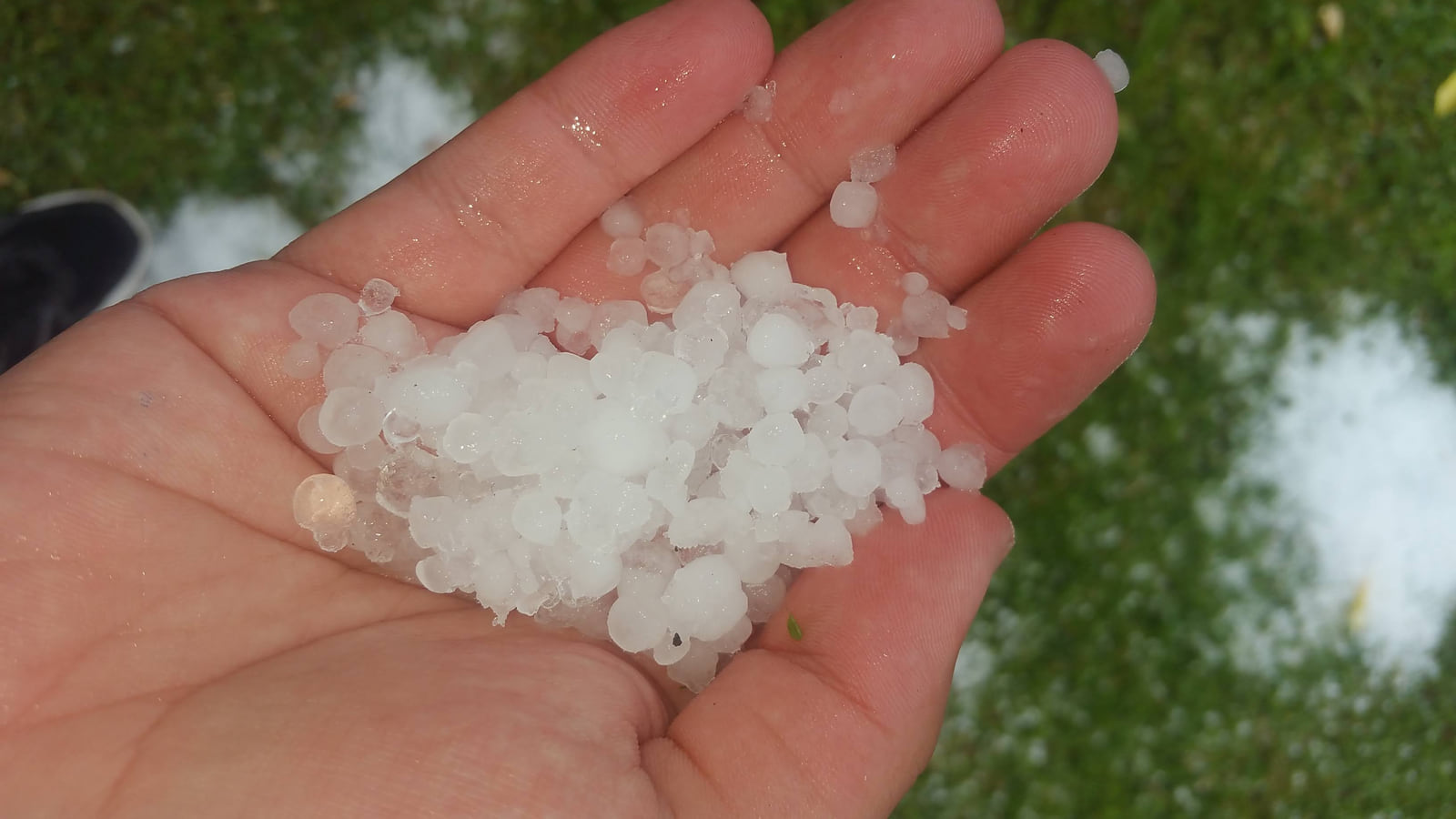 A hand holding fresh hailstones above a green lawn.