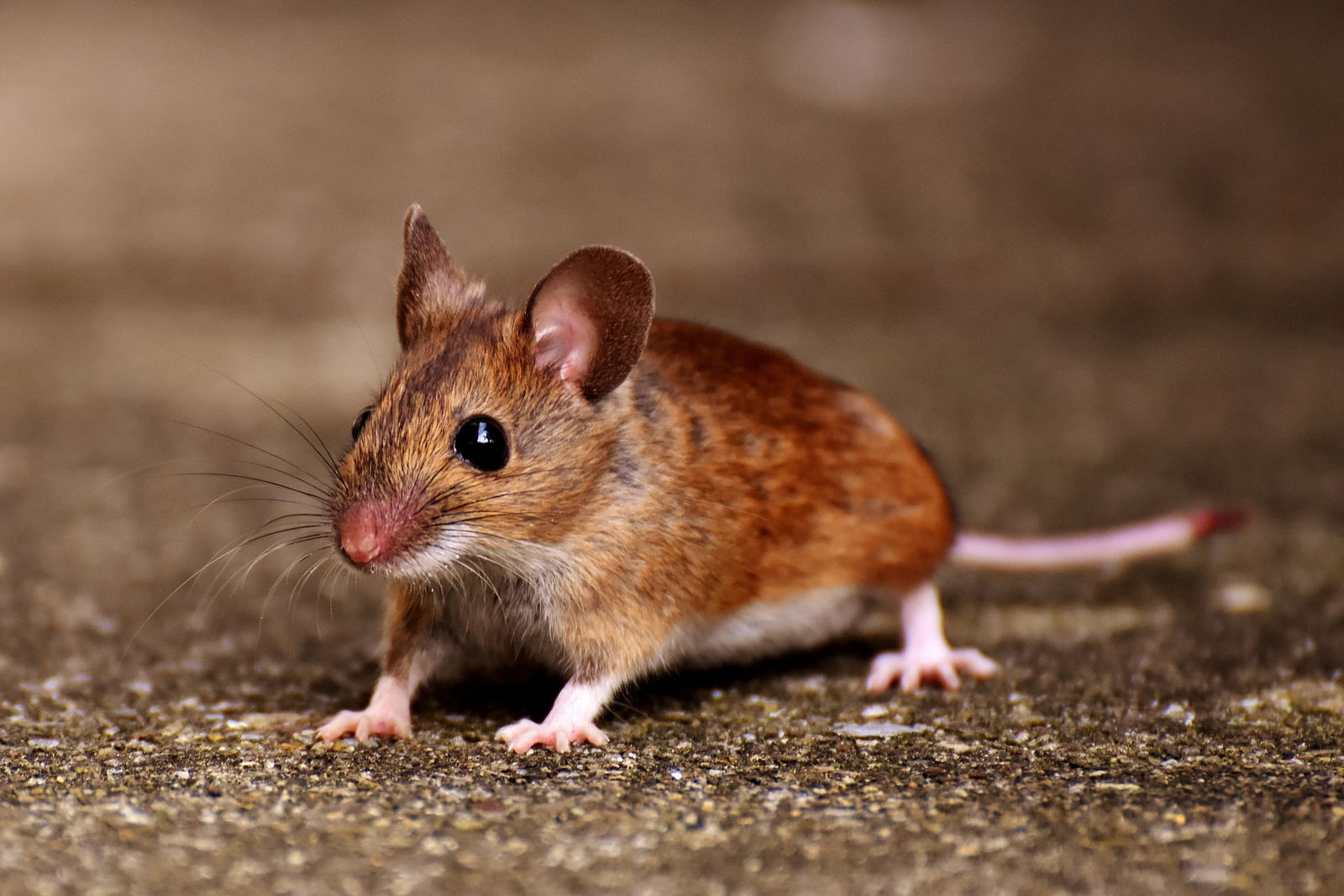 A small brown house mouse standing on a concrete surface.