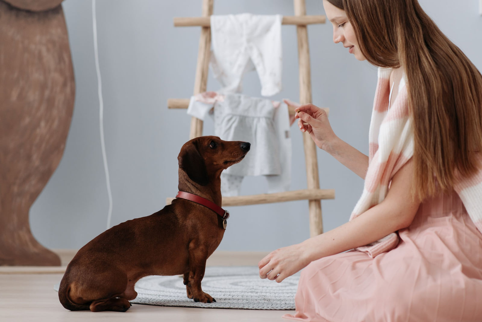 A woman rewarding a small dog during an indoor training exercise.