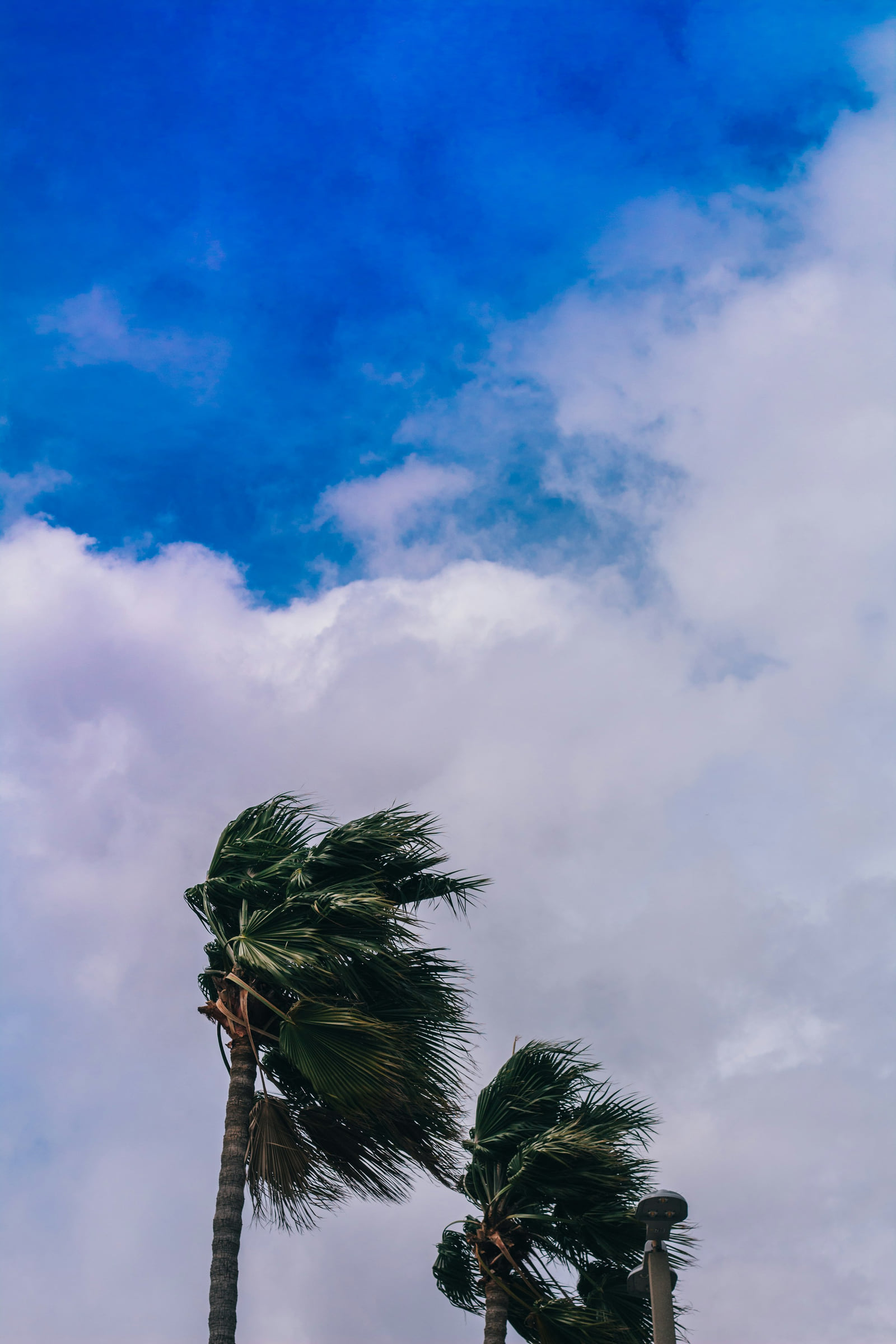 Palm trees bending in the wind beneath a cloudy Florida sky.
