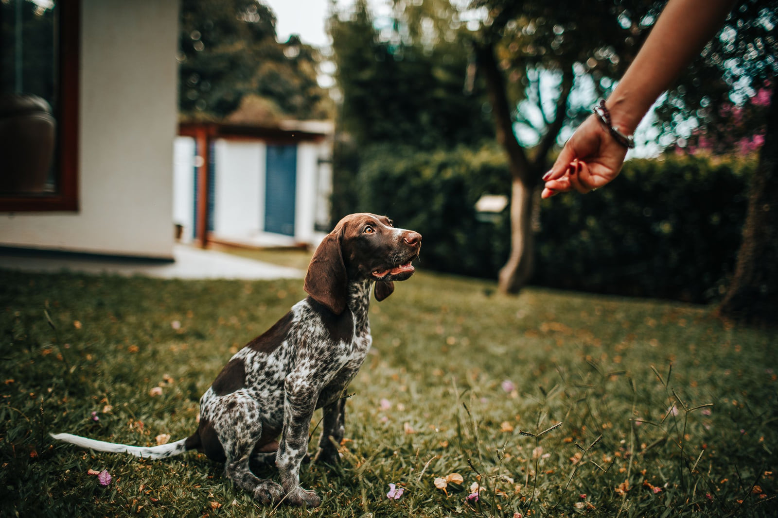 A person offering a treat to a dog outdoors.