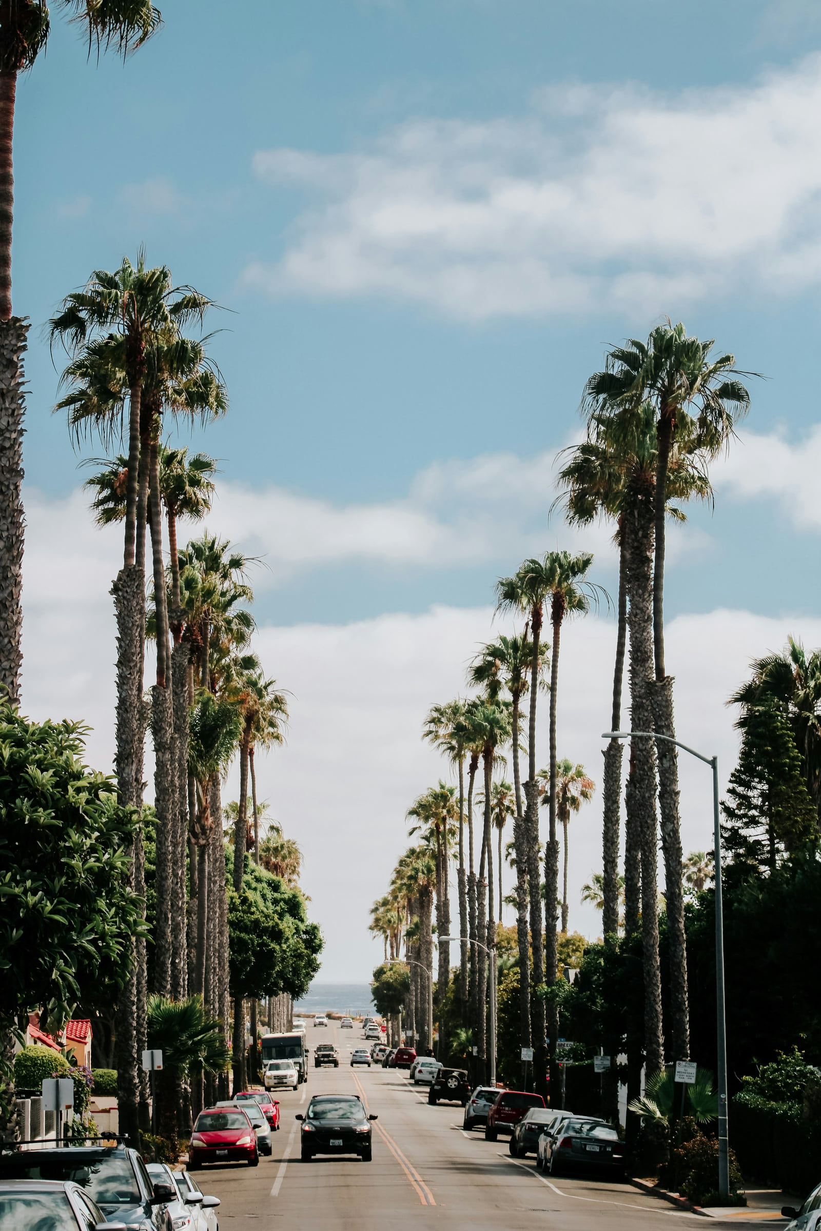 A San Diego street lined with palm trees.