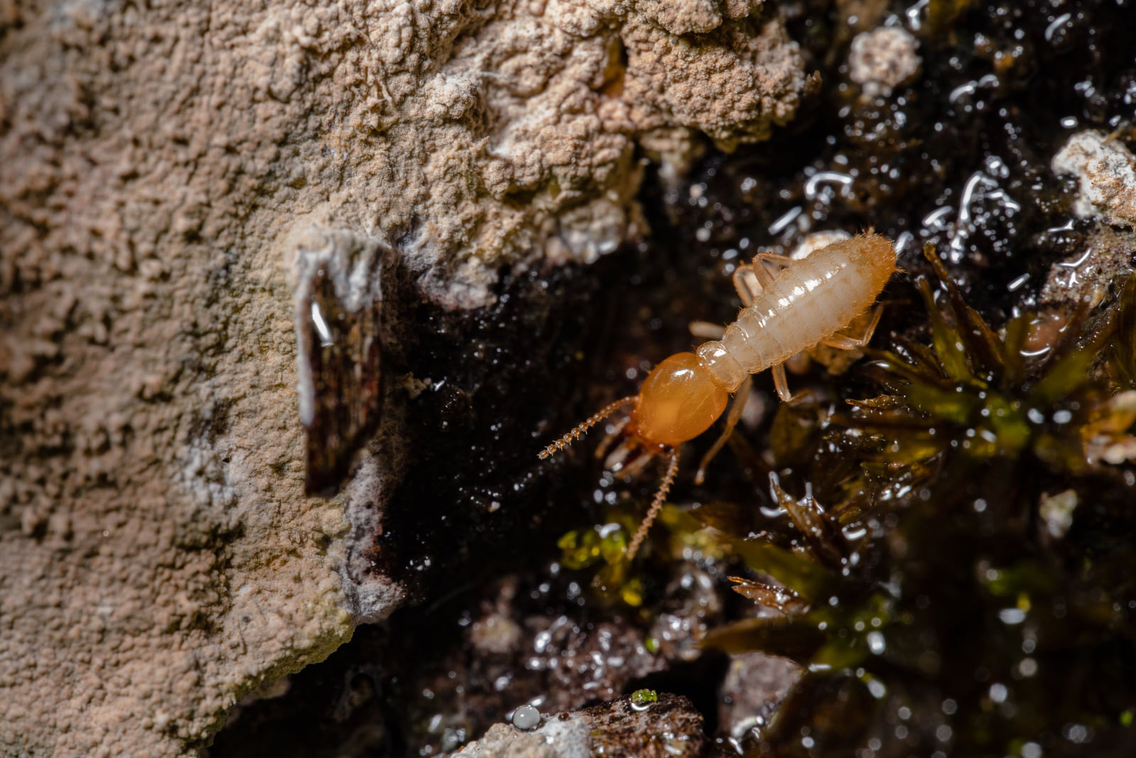 A close-up of termites moving through a gap in wood.