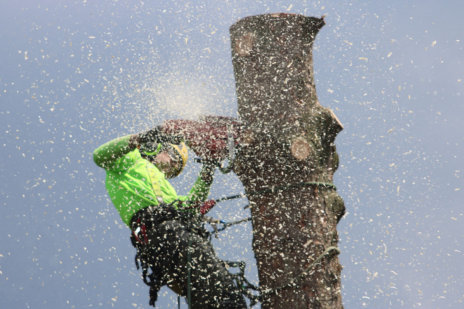 An arborist using a chainsaw while secured high in a tree.