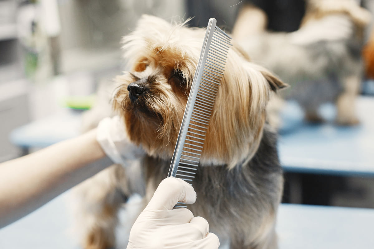 A small dog being gently combed at a grooming station.
