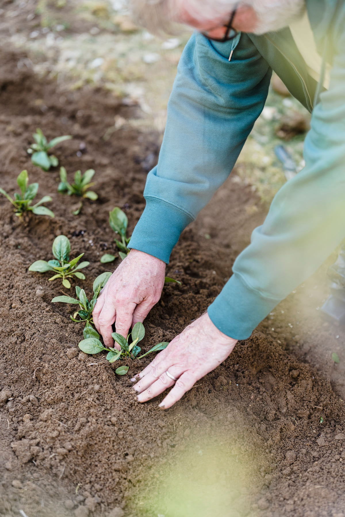 Hands planting small plants into prepared soil.