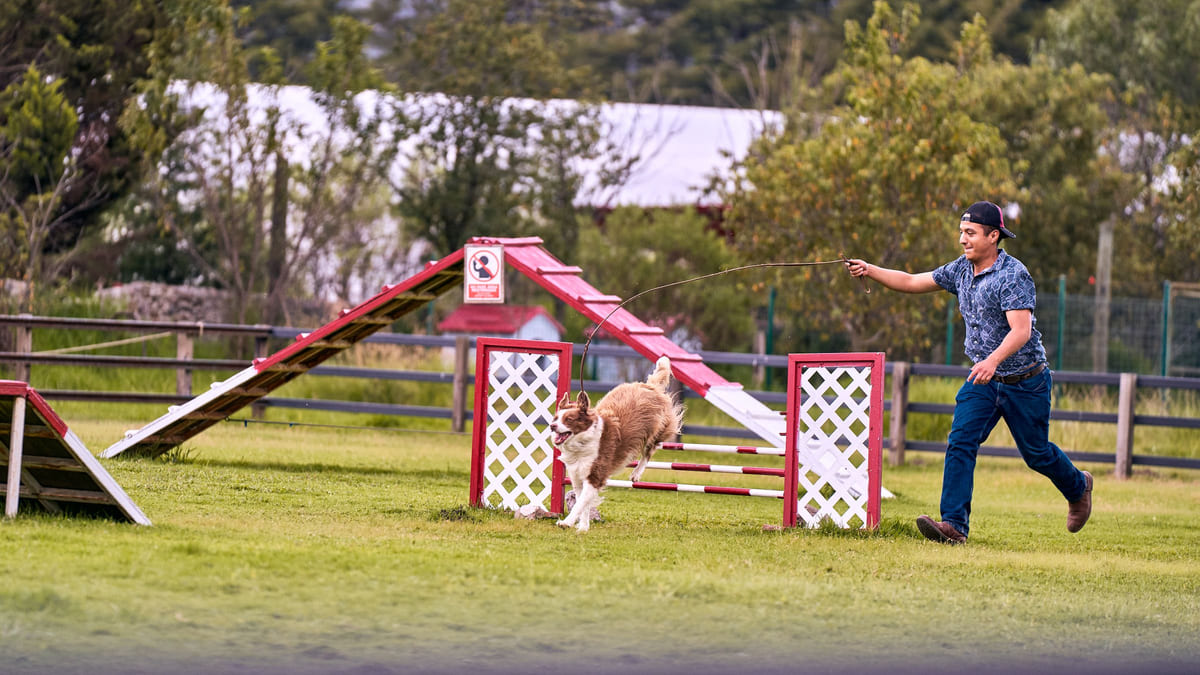 A handler guiding a dog through an outdoor agility course.