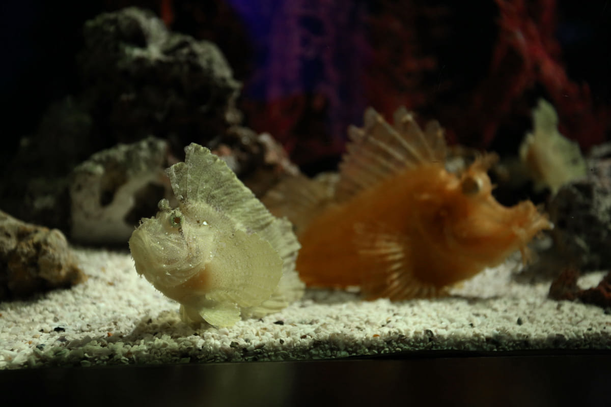 Fish swimming close to the gravel in an aquarium.