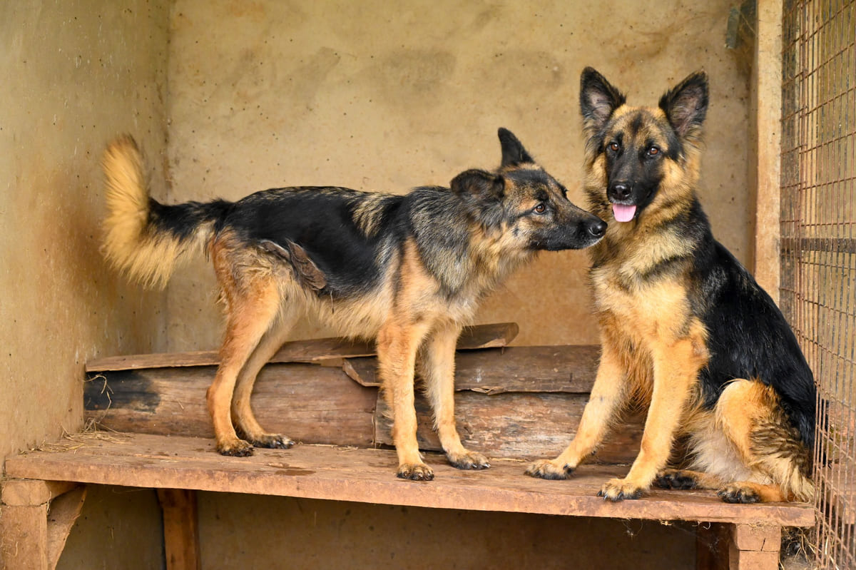 Two German shepherds in a sheltered kennel enclosure.