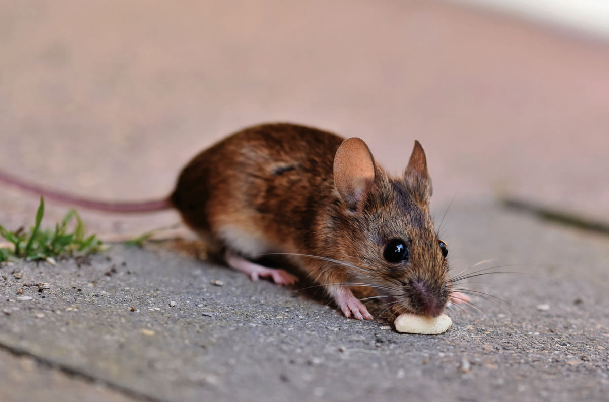 A brown house mouse eating a small piece of food on pavement.