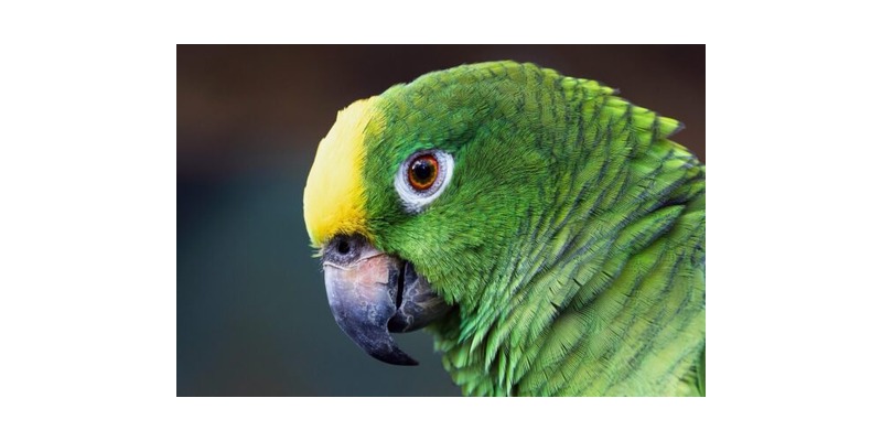 Mo's Birds logo