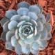 Desert Alchemy Skincare logo